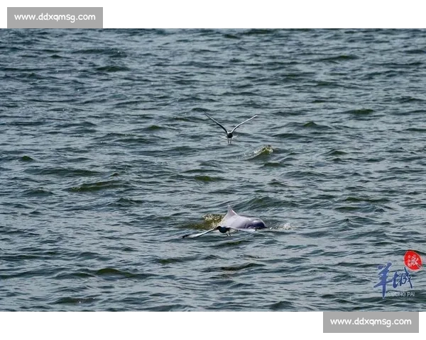 海焰之灵亮相！白海豚跃浪燃动湾区全运激情